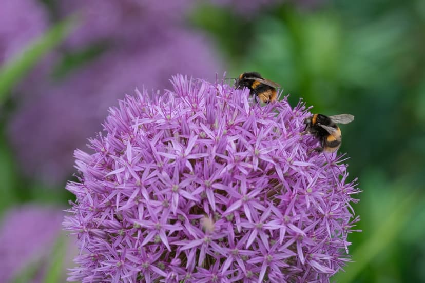 Two bumblebees gather nectar on a round purple allium flower against a soft-focus green garden background.