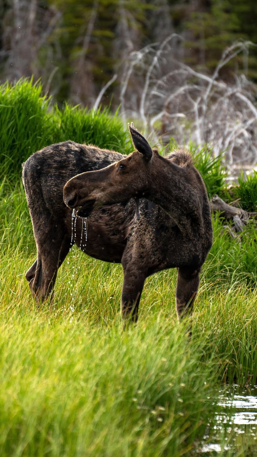 Brown moose drinking from a marsh with water dripping from its mouth amidst tall grass and blurred forest trees.