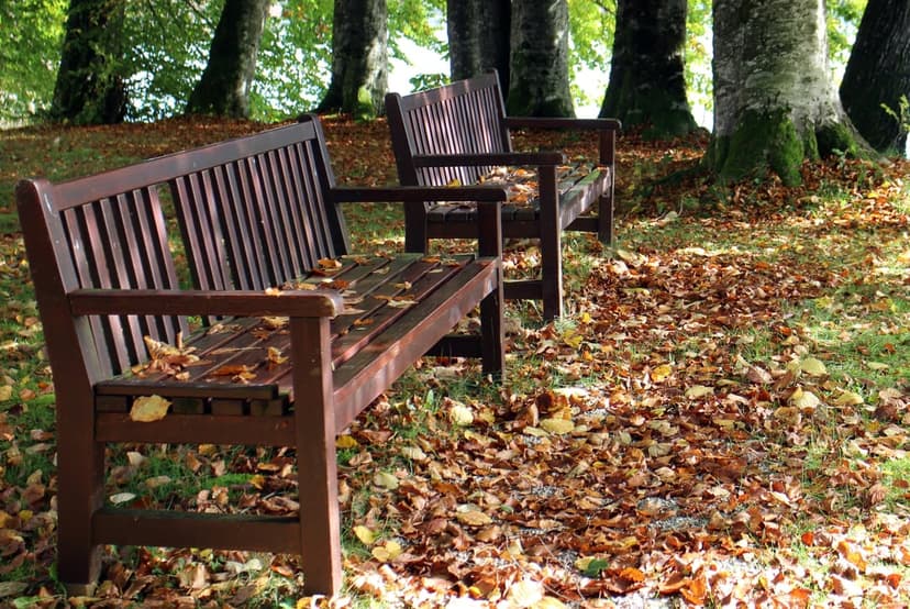 Wooden park benches sit on a ground covered in vibrant orange leaves with sunlight filtering through fall trees.