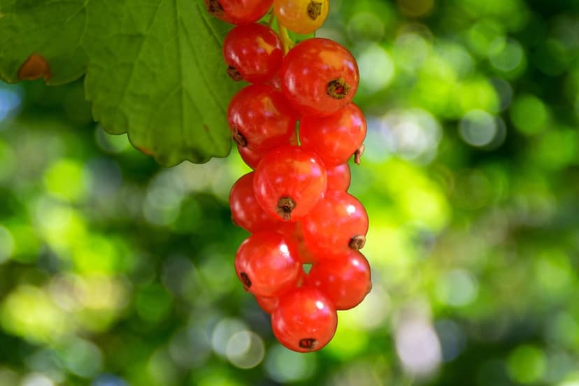 Red currants hang from a green stem with translucent skin and seeds visible against a soft bokeh background.