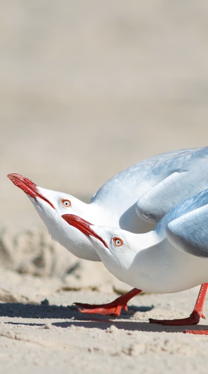 Two seagulls with red beaks and orange eyes look upward while standing on a light tan sandy beach surface.