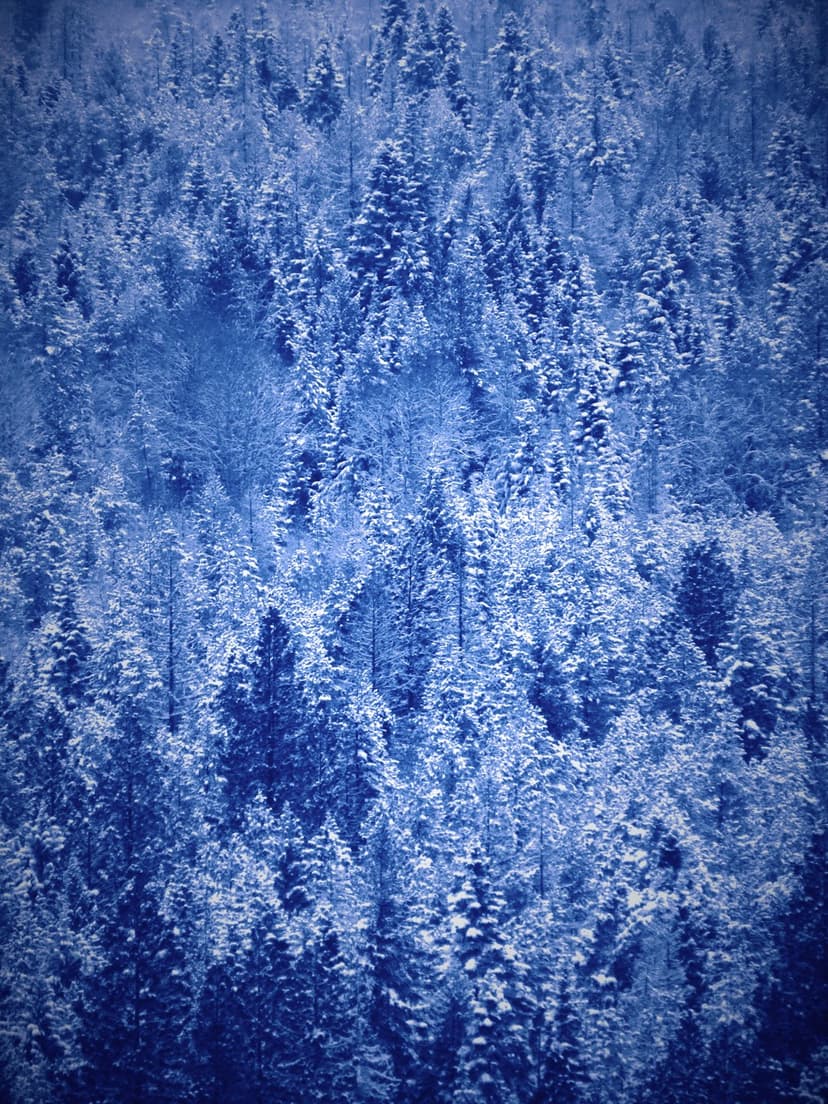Snow-dusted pine trees viewed from above are bathed in deep blue shadows during a cold winter twilight.