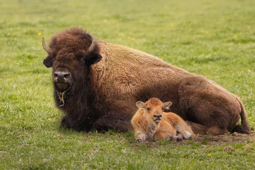 Adult bison and its light brown calf lie together in a lush green meadow under soft natural daylight.