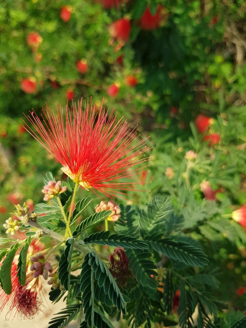 Red powder puff flower with thin radiating stamens against a blurred green leaf background in macro view.