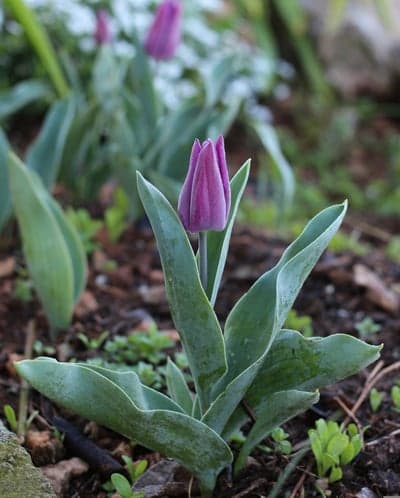 Elegant Purple Tulip Bud Unfurling Mobile Wallpaper