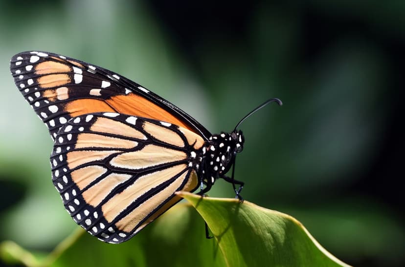 Monarch butterfly with orange and black wings rests on a bright green leaf against a blurred garden background.