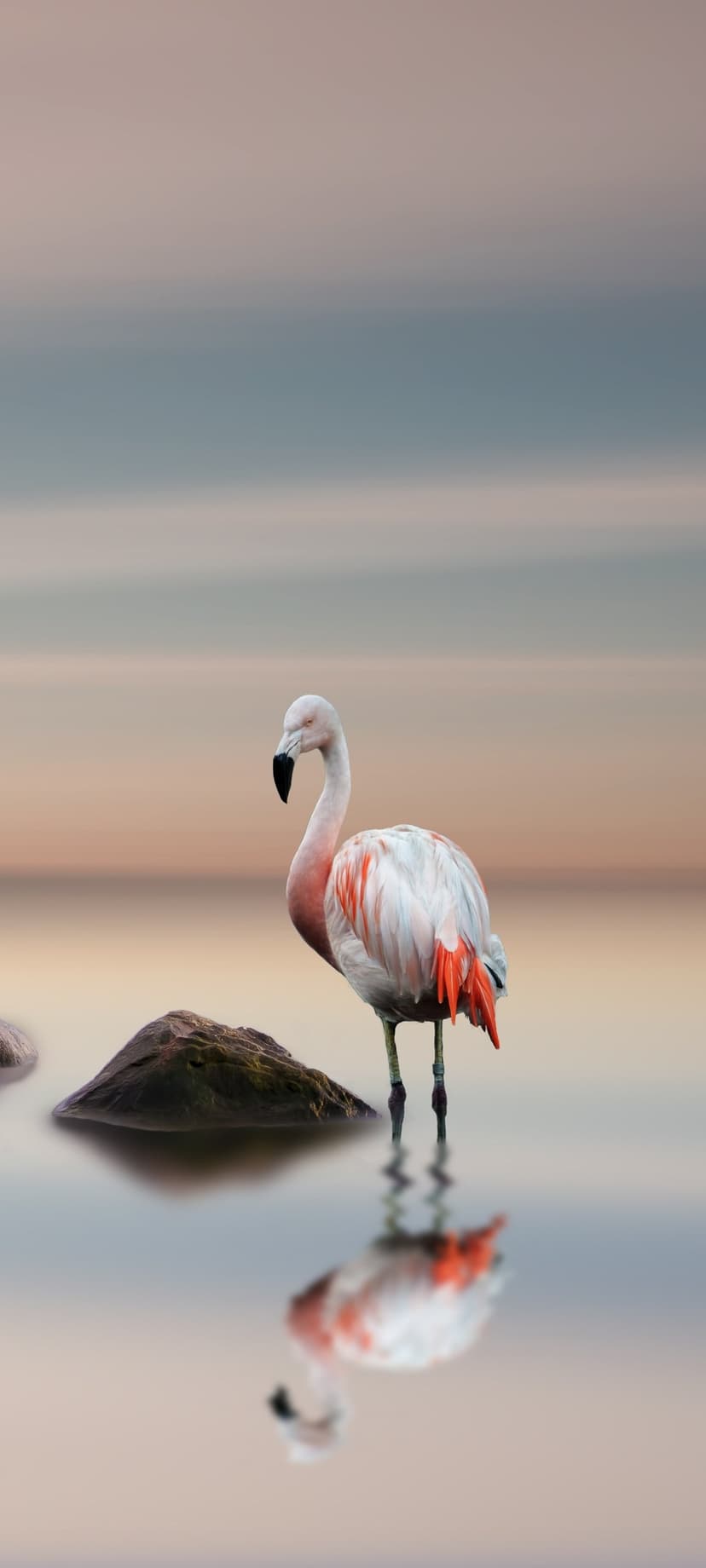 Pink flamingo stands in glassy water with a sharp reflection against a soft pastel sky and rocky outcrop.