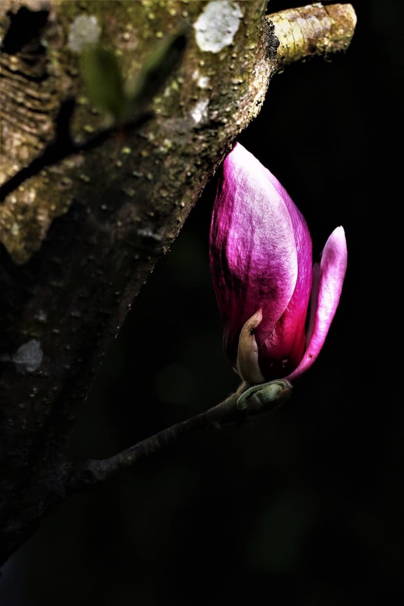 Pink magnolia bud on a mossy branch with a dark background, highlighting floral textures for vertical displays.