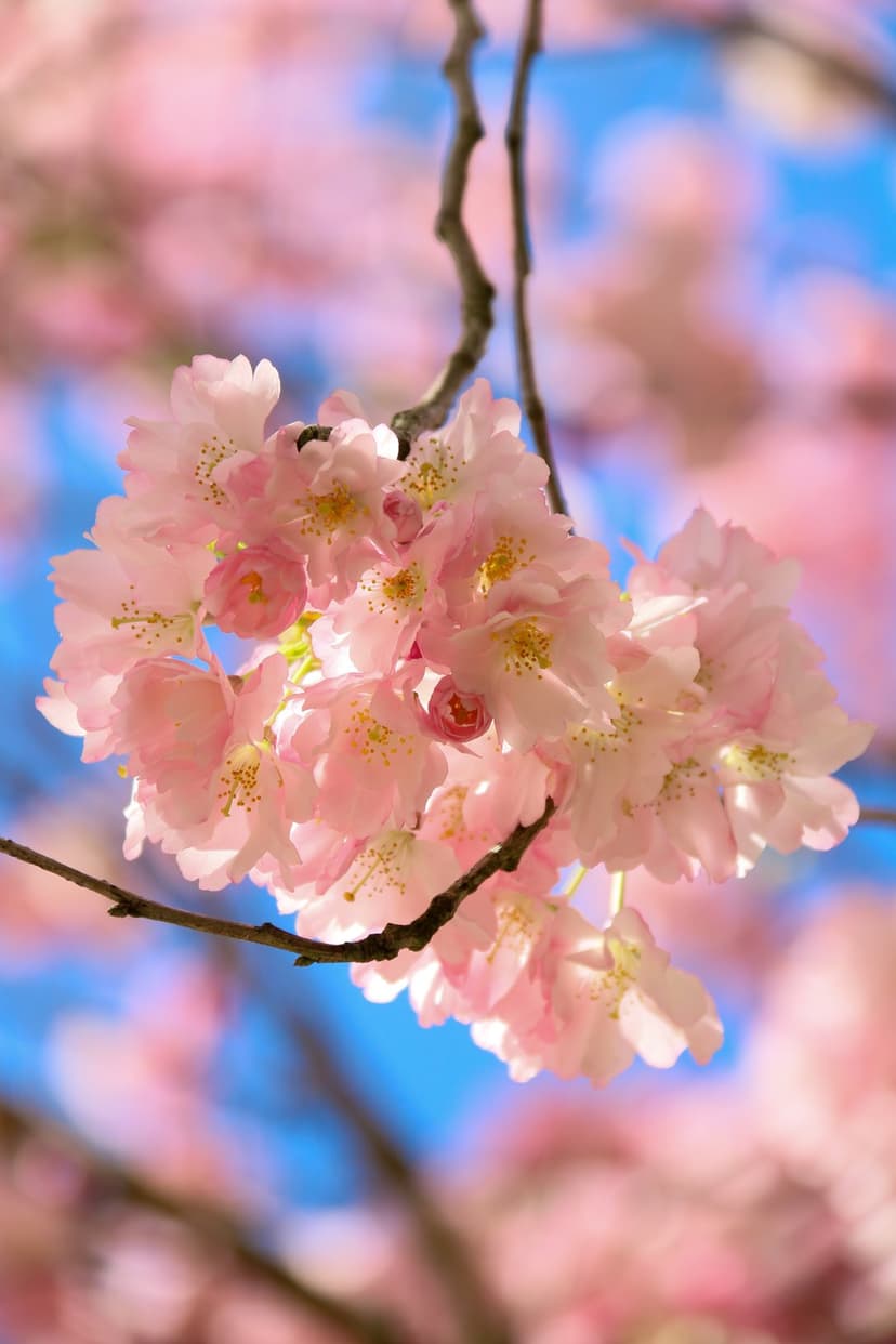 Pink cherry blossoms with yellow stamens bloom against a soft blue sky in a high-detail macro photograph.