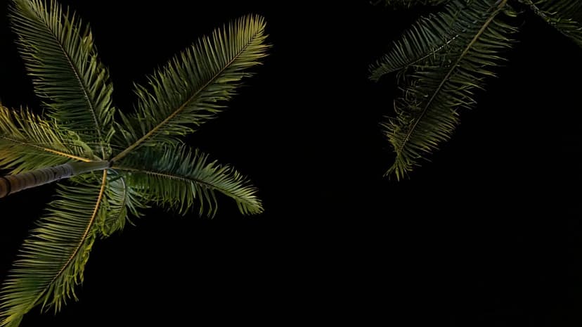 Two palm trees seen from below with green leaves illuminated against a solid black night sky background.