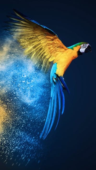 Flying Macaw Parrot Dissolving Background for Tablet