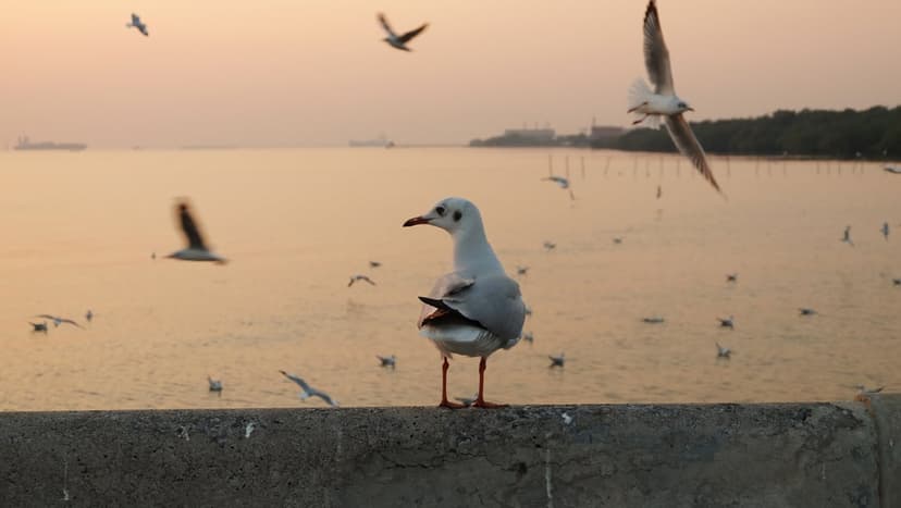 Seagull standing on a concrete pier with flying birds and a glowing orange sunset over calm coastal waters.