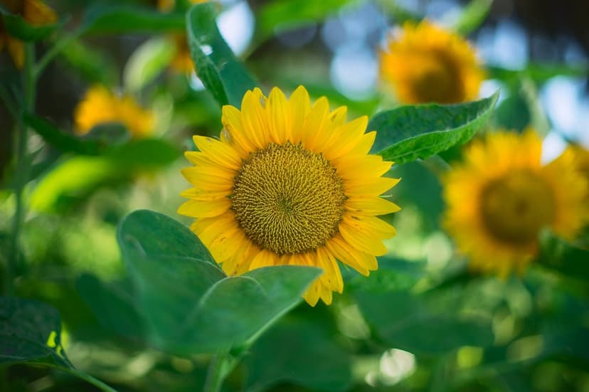 Yellow sunflower petals and a dark seed center are captured in a macro close-up with a soft green bokeh background.