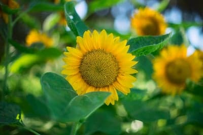Close-up of a vibrant sunflower in bloom