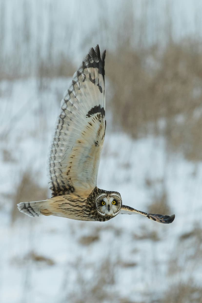 Short-eared owl with outstretched wings flies over a blurry snowy field, showcasing its sharp yellow eyes.
