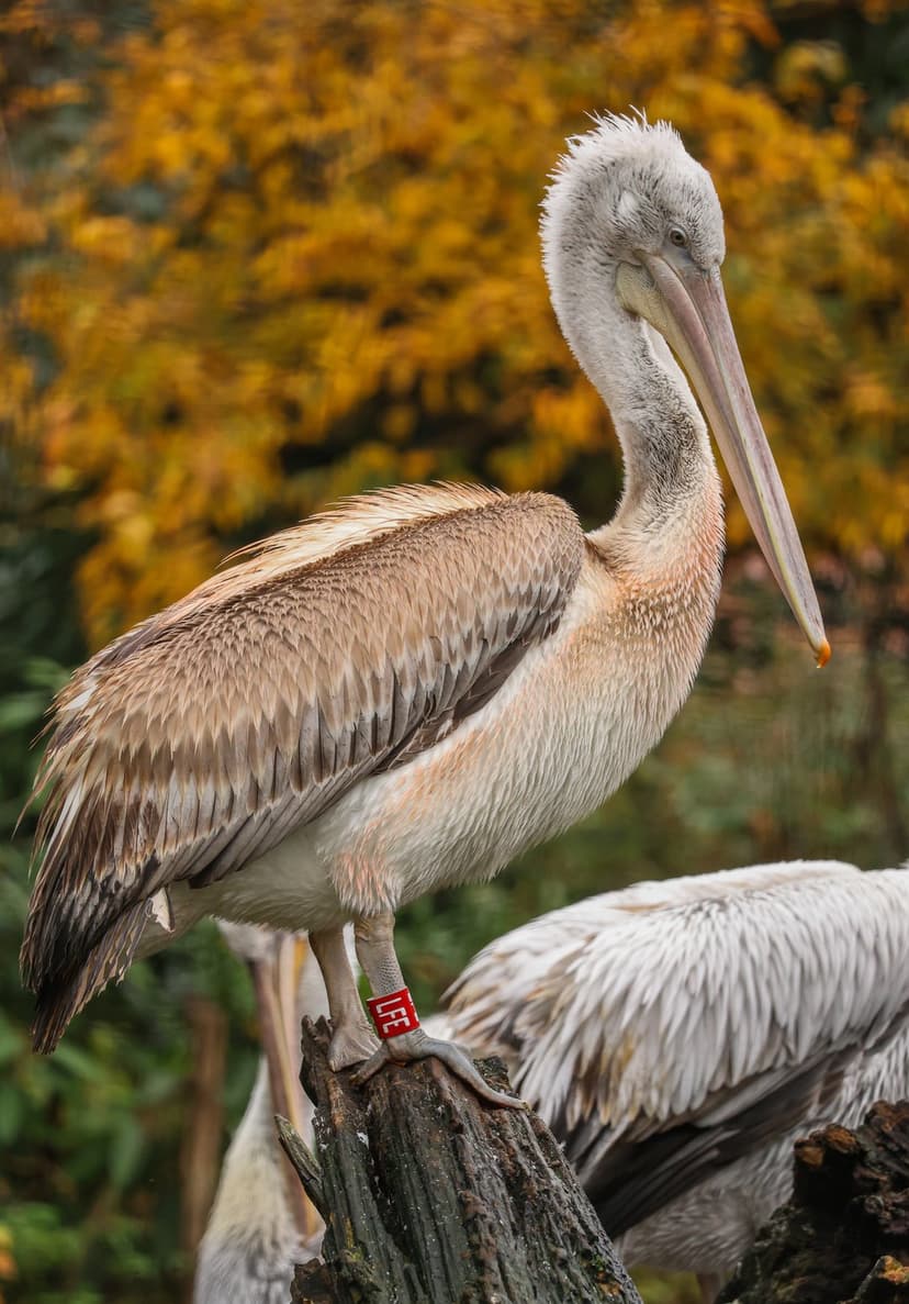 Pelican with a red leg band perched on a log against a blurred backdrop of yellow and orange autumn foliage.