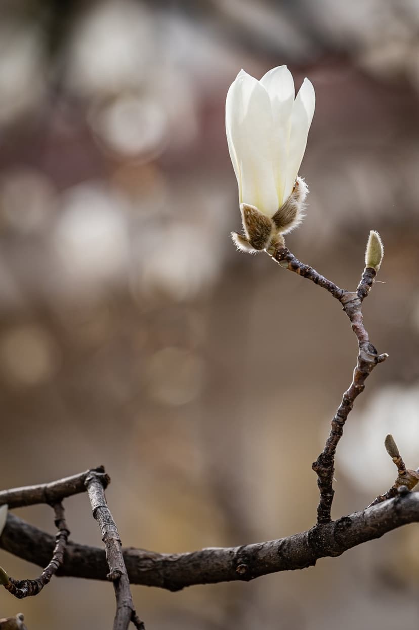 White magnolia bud with fuzzy brown sepals rests on a branch against a warm, blurry bokeh background.