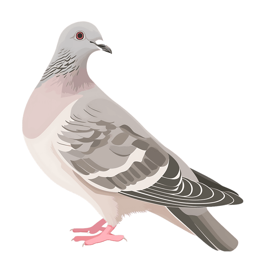 Pigeon bird vector illustration showcasing grey feathers, pink feet, and red eyes in a sharp profile view.