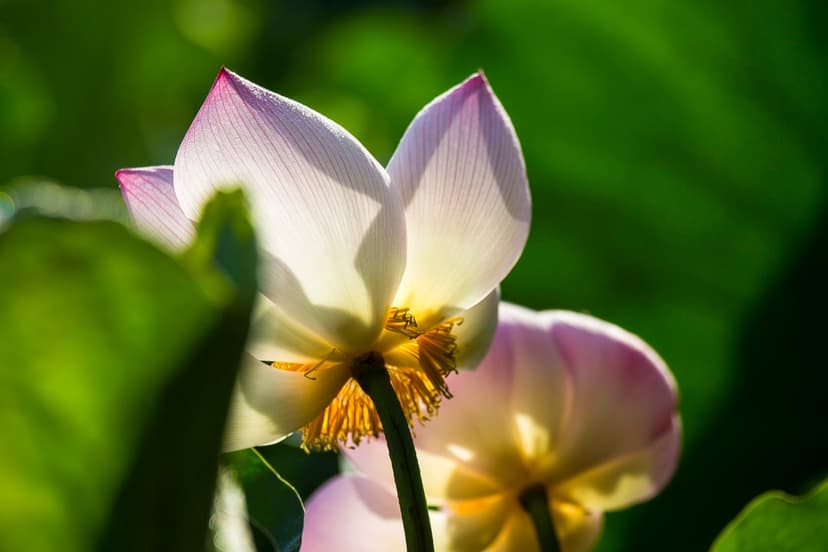 Pink and white lotus blossoms with yellow stamens glow against a blurred green background in bright sunlight.