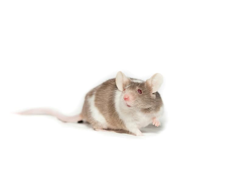 Spotted brown and white mouse with large ears and a pink nose sits alertly on a seamless white surface.