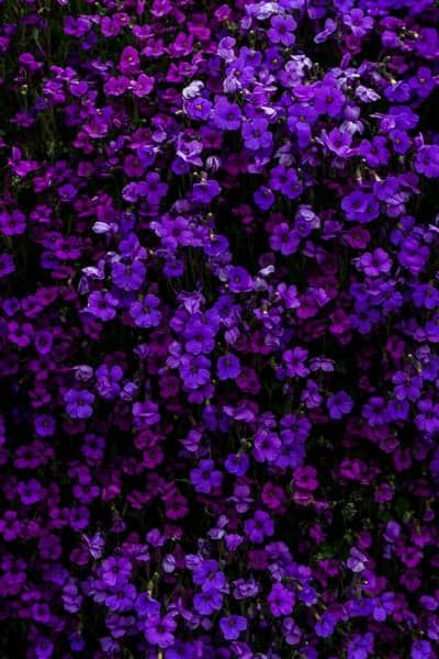 Abundant Purple Flowers: A Carpet of Violet Bloom