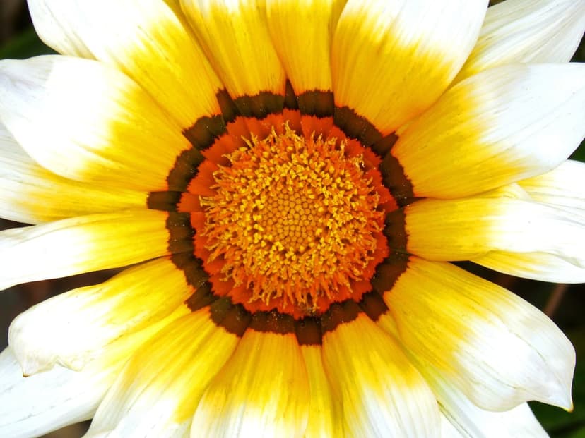 Yellow gazania flower petals with white tips surrounding a deep orange center and a dark ring in macro detail.