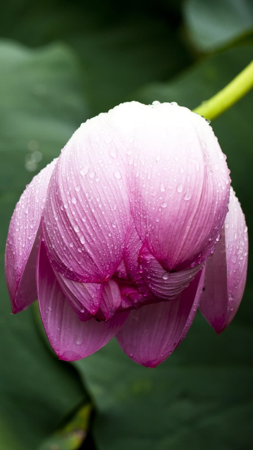 Pink lotus bud with glistening water droplets on its petals against a blurred green leaf background.