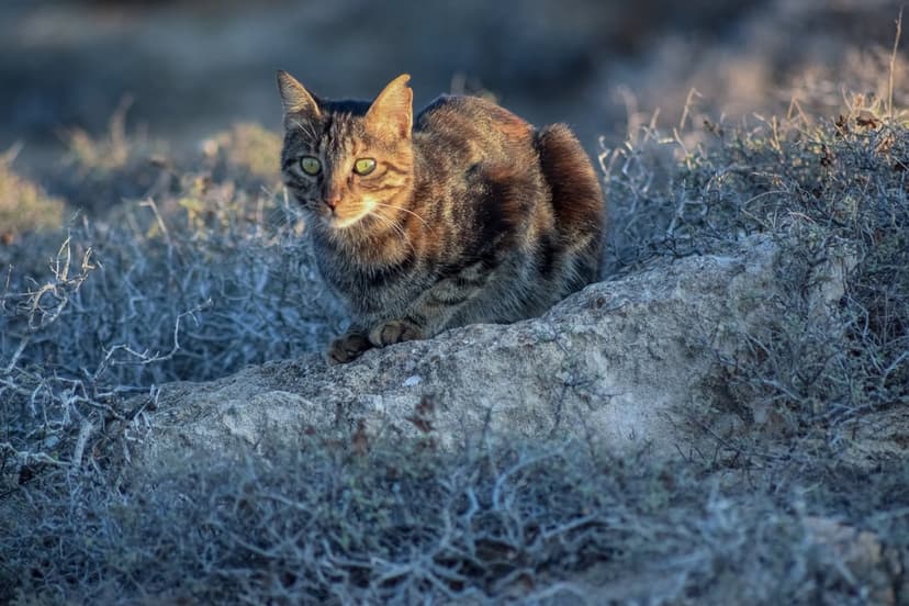 Wildcat with green eyes and patterned fur sits on a dry rock ledge under bright sunlight in the wilderness.