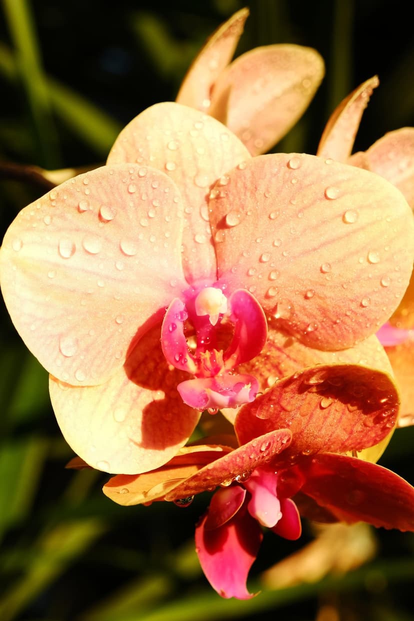 Peach orchid petals covered in translucent water droplets contrast against a dark, out-of-focus green background.