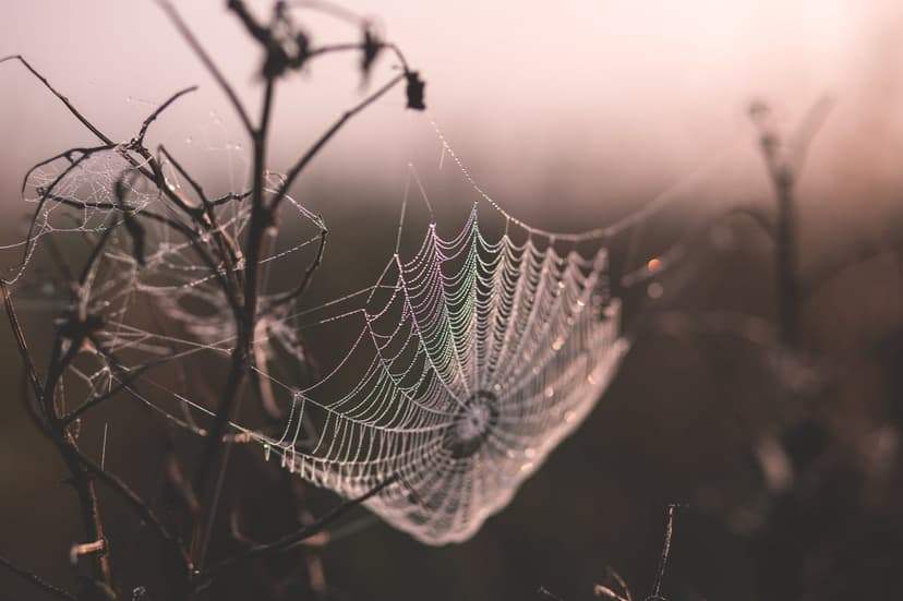 Spiderweb covered in glistening dewdrops on a dry stem with a soft-focus background in the morning light.