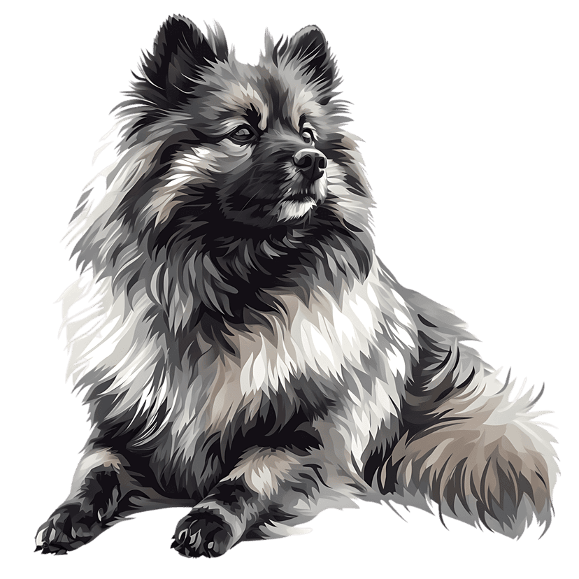 Keeshond dog portrait illustration showing thick gray and white fur with an alert expression and dark eyes.