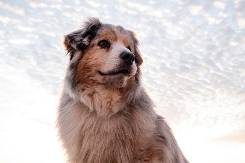 Australian Shepherd with a fluffy tri-color coat sitting outdoors against a bright, cloudy sky at sunrise.