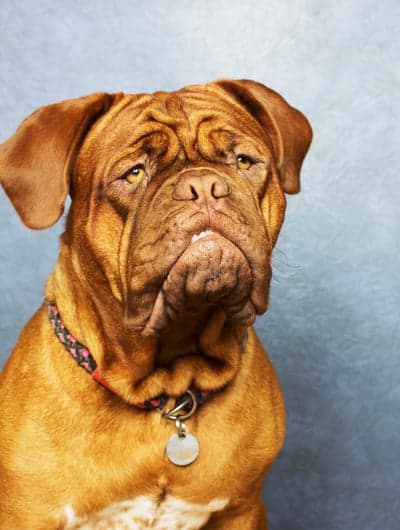Sad Dogue de Bordeaux dog with wrinkles and tag