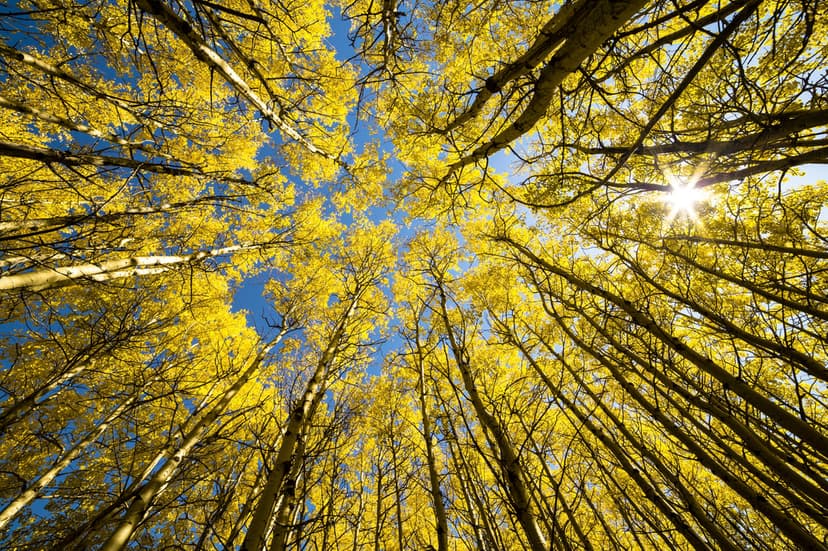 Golden aspen trees reach toward a clear blue sky with a bright sunburst shining through the autumn foliage.