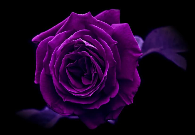 Deep purple rose with layered velvety petals and subtle highlights centered against a solid black background.