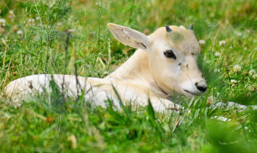 White albino calf with small horns lies in a green meadow surrounded by tiny white flowers and thick grass.