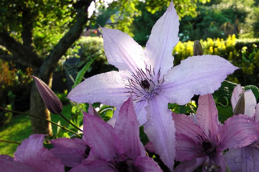Purple clematis flowers with glistening raindrops on their petals against a soft-focus green forest backdrop.