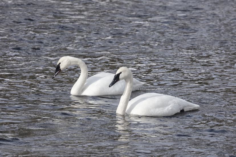 Two white trumpeter swans with black beaks swim on dark rippling water with long necks gracefully curved.