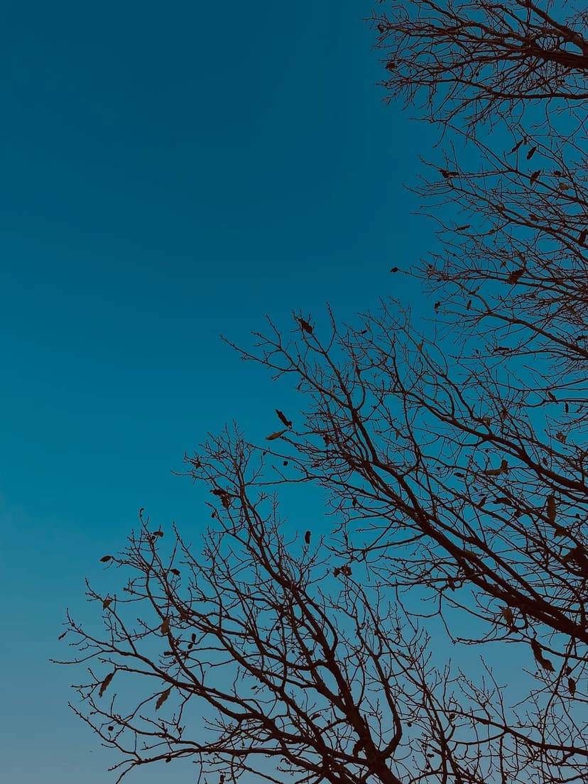 Intricate dark tree branches and small twigs reach across a deep, solid blue sky in a low-angle vertical view.