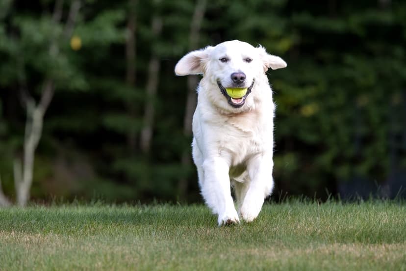 White dog running across a green lawn with a yellow tennis ball in its mouth against a blurred forest background.