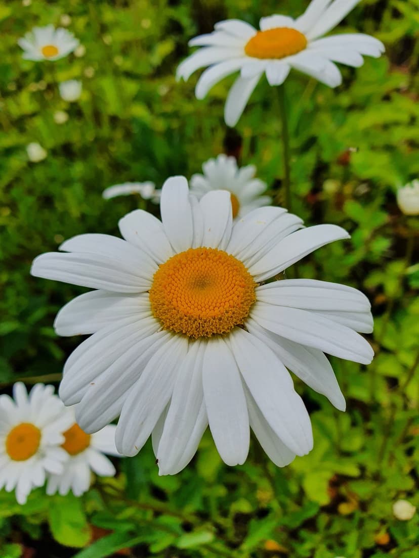 White daisy flower with a yellow center and soft petals against a blurred green meadow background in macro detail.