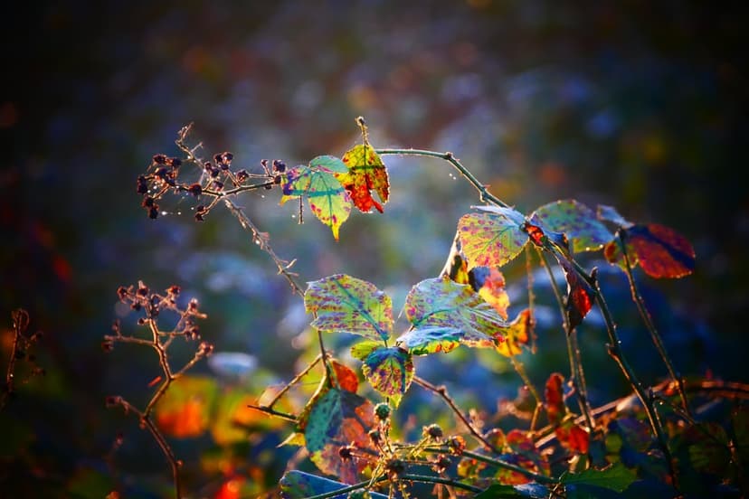 Autumn leaves and red berries covered in clear dew drops against a soft green and gold bokeh background.