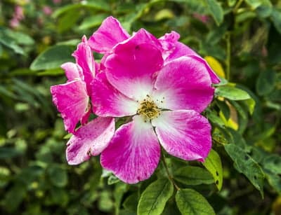 Blooming Pink Rose Petals Vertical Phone Wallpaper