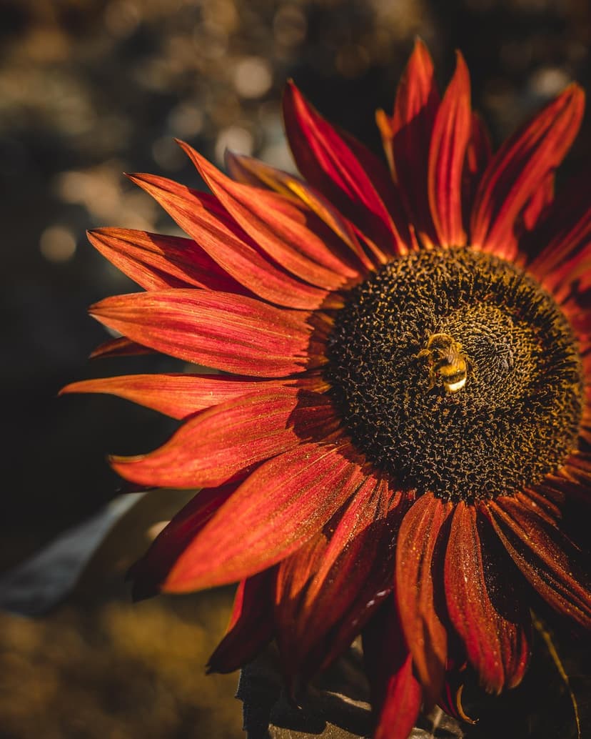 Honey bee pollinates a vibrant red sunflower covered in sparkling water droplets against a soft green background.