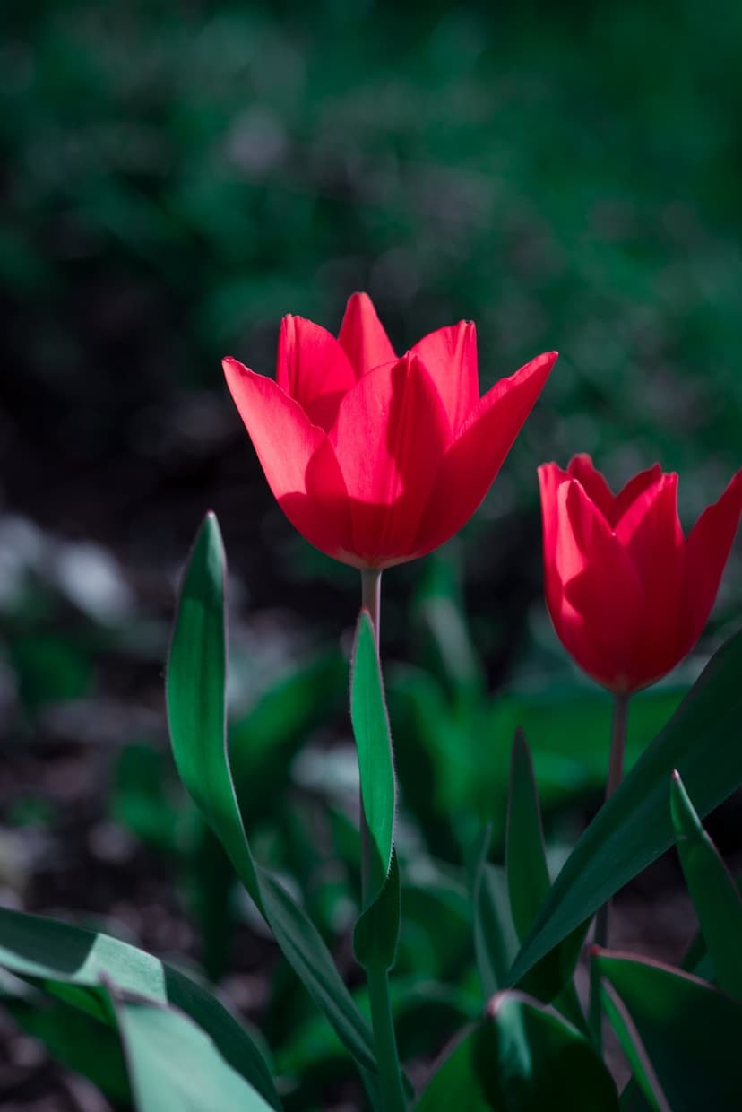 Red tulip petals with soft sunlight highlights against a dark green blurred garden foliage background.
