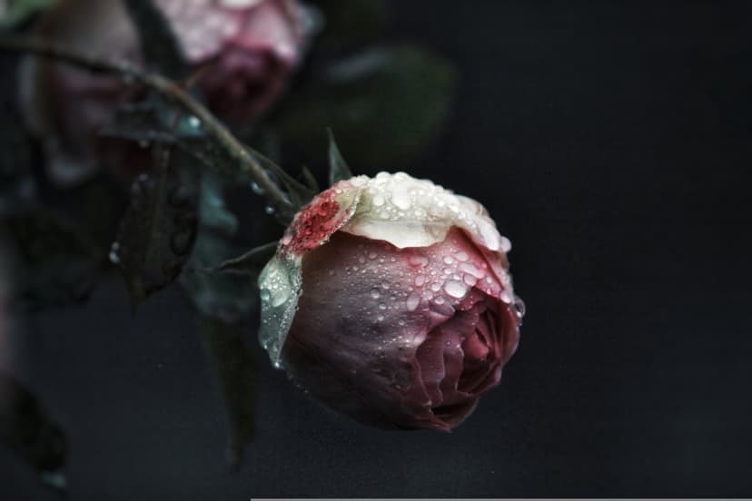 Pink rose with wilting petals and clear dewdrops against a dark, blurred background in a macro floral shot.