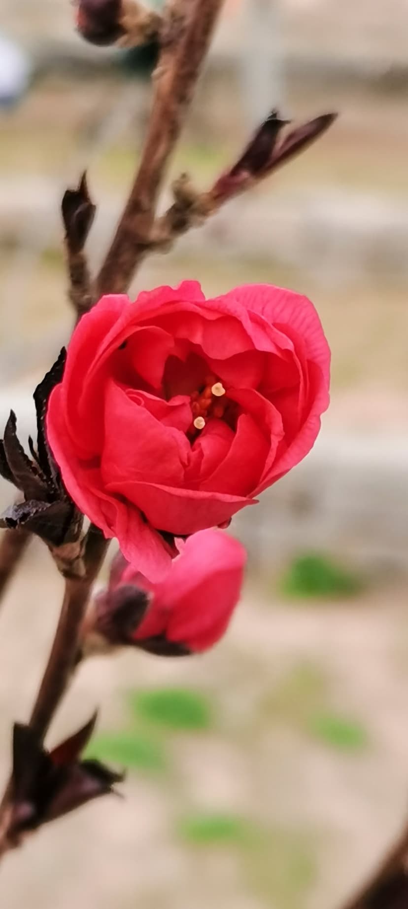 Crimson quince flower with yellow stamens on a twig beside a closed bud against a soft-focus background.