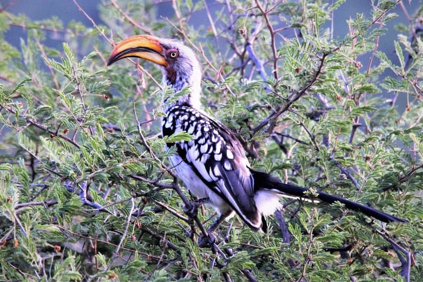 Yellow-billed Hornbill with a large yellow beak perches among green acacia leaves in the African savanna.