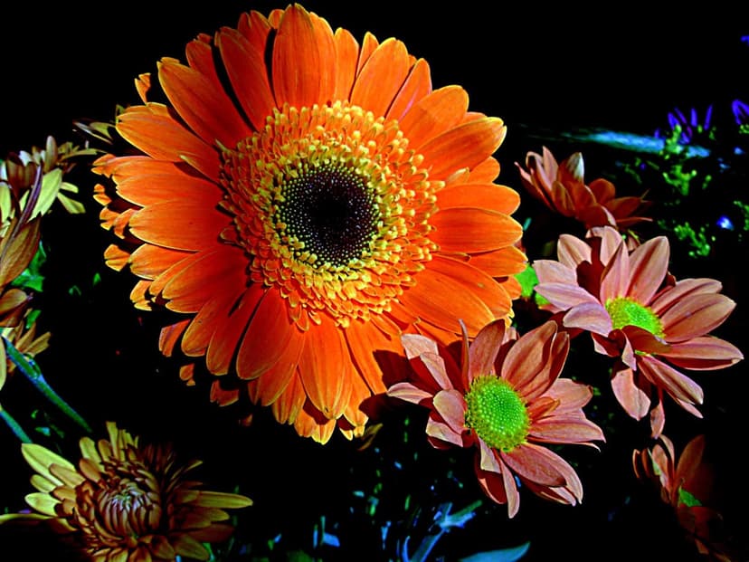 Orange Gerbera daisy and pink chrysanthemums with green centers stand out against a dark, moody background.