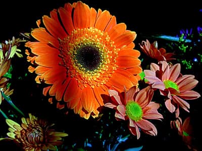 Orange Gerbera and Pink Mums Floral Phone Wallpaper